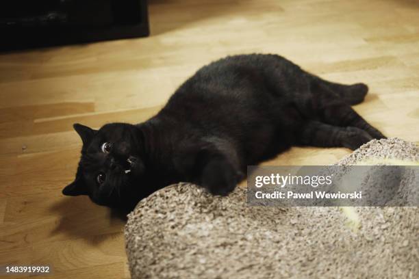 Scratching Post Texture Photos and Premium High Res Pictures - Getty Images