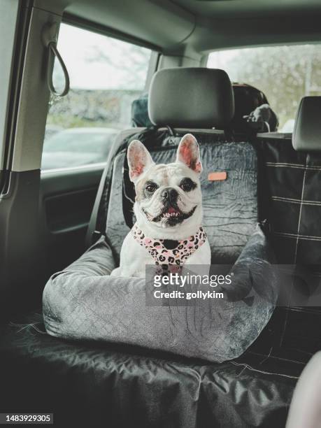 犬のチャイルドシートの中に座っている幸せなフレンチ犬 - inside car ストックフォトと画像