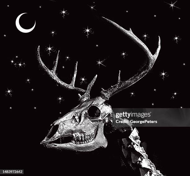 whitetail deer skull and antlers - trophy whitetail stock illustrations