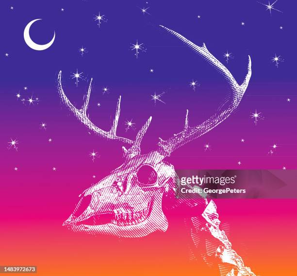 ilustraciones, imágenes clip art, dibujos animados e iconos de stock de whitetail deer cráneo y antlers - vertebrae