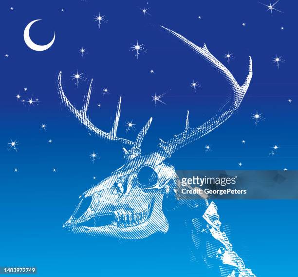 ilustraciones, imágenes clip art, dibujos animados e iconos de stock de whitetail deer cráneo y antlers - vertebrae