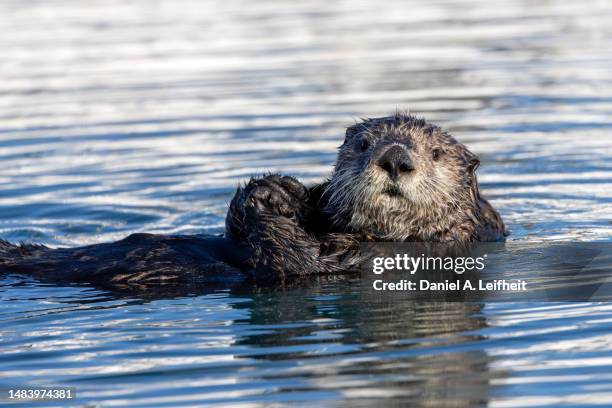 sea otter - cute otter stock pictures, royalty-free photos & images