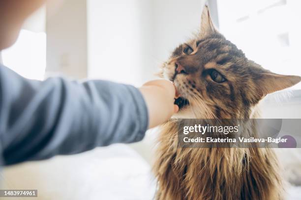 the child gives the maine coon cat dry food - zagreb food stock pictures, royalty-free photos & images