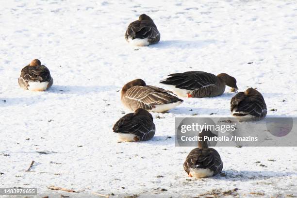 great geese resting - anser fabalis stock pictures, royalty-free photos & images