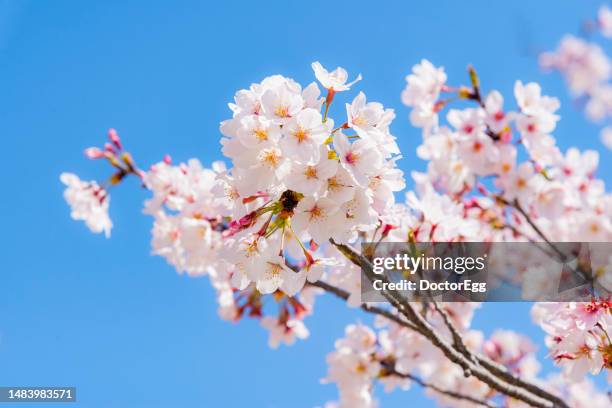 sakura branches in springtime with blue sky background, japan - cerezos en flor fotografías e imágenes de stock