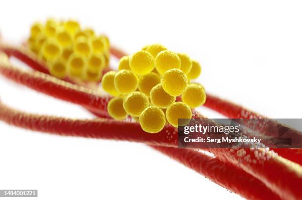 close-up of staphylococcus aureus bacteria inside the human body on a white background. - staphylococcus stock pictures, royalty-free photos & images