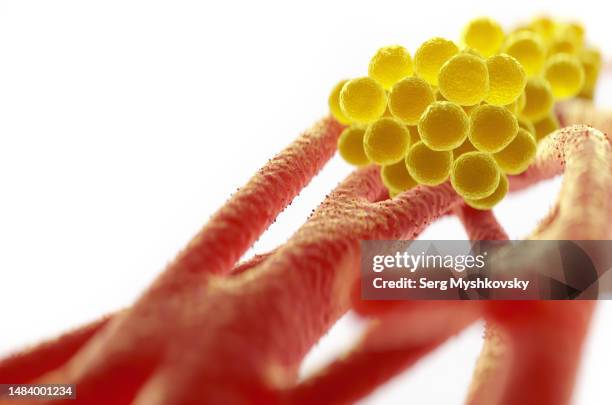 close-up of staphylococcus aureus bacteria inside the human body on a white background. - fournier gangrene fotografías e imágenes de stock