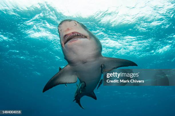 lemon shark swimming near the sea surface - lemon mouth stock pictures, royalty-free photos & images