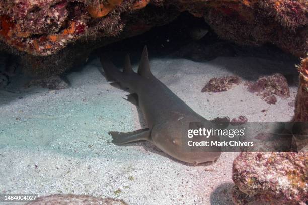 nurse shark sleeping in a cave - nurse shark stockfoto's en -beelden