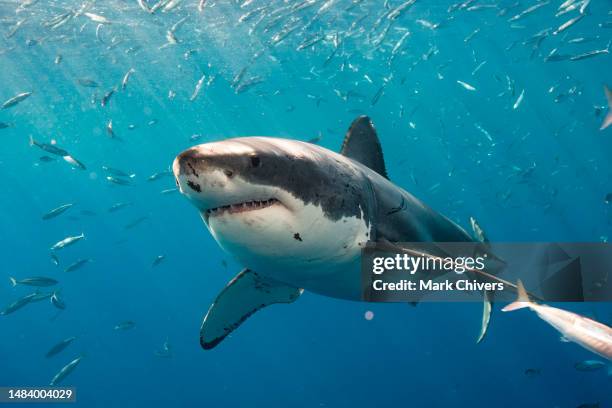 great white shark swimming amongst smaller fish - great white shark stock pictures, royalty-free photos & images