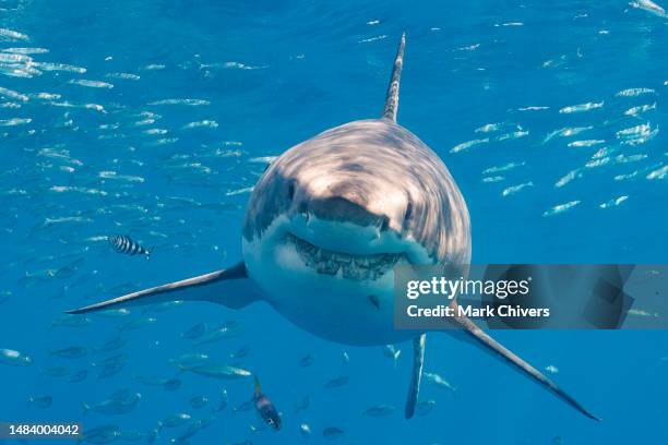 great white shark - jaw bone photos et images de collection