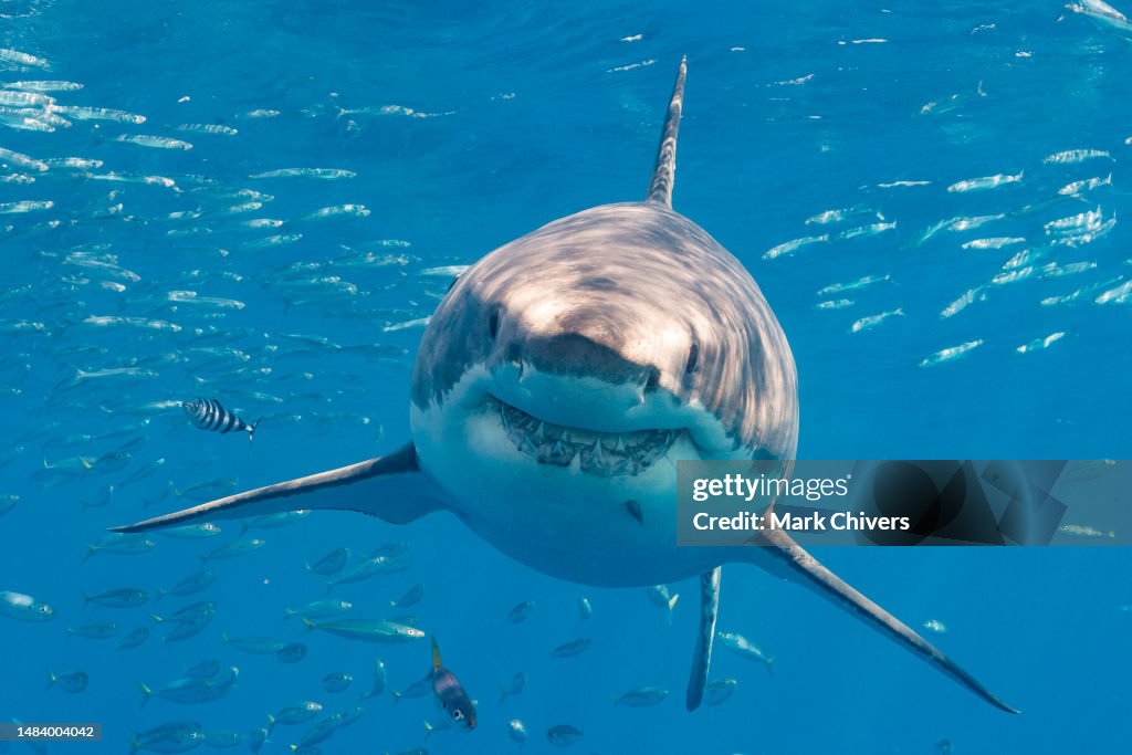 Great white shark