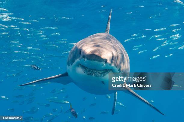 great white shark - sharks stock pictures, royalty-free photos & images