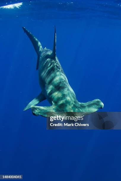 smooth hammerhead shark near the surface - smooth hammerhead stock pictures, royalty-free photos & images