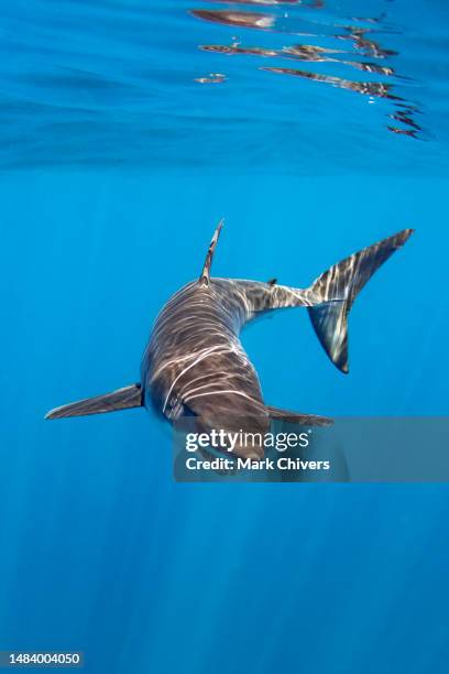 shortfin mako shark at the sea surface - mako stock pictures, royalty-free photos & images