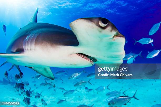 great hammerhead shark eye - great hammerhead shark stockfoto's en -beelden