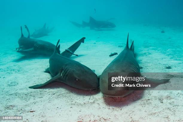 nurse sharks laying on the sand bed - nurse shark stockfoto's en -beelden