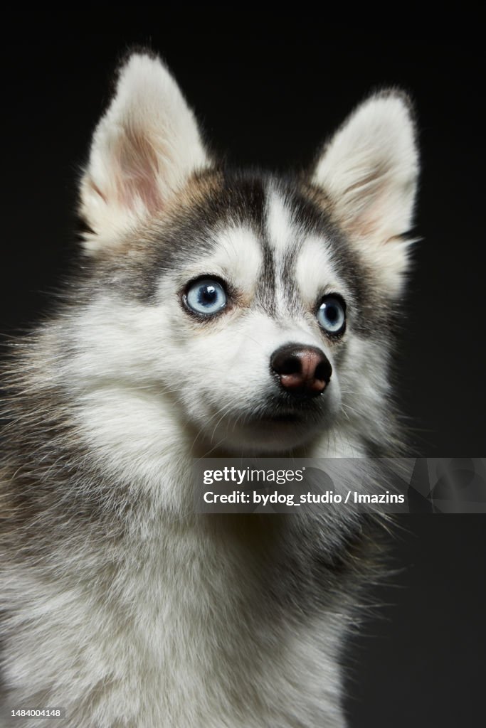Pomsky