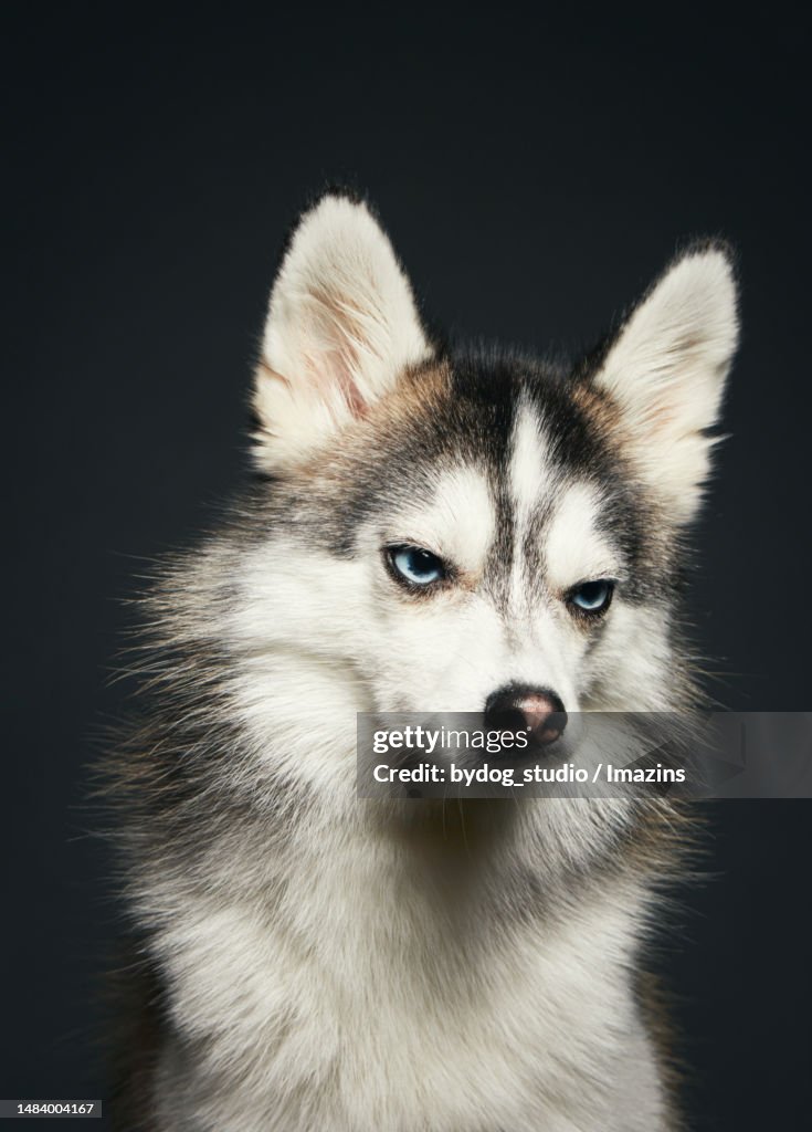 Pomsky