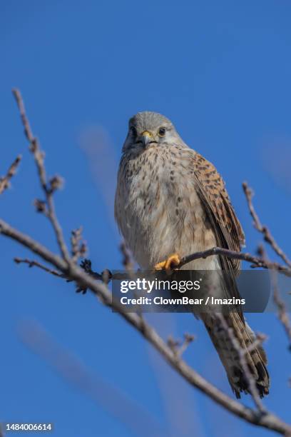 Kestrel Rear View Kestrel View Photos and Premium High Res Pictures - Getty Images