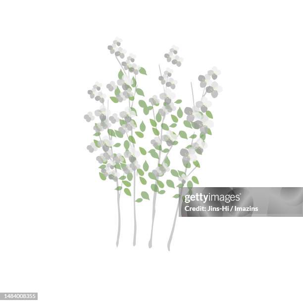 Shub Vector Tall Tree Shrub High-Res Vector Graphic - Getty Images