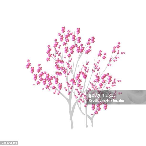 hallasan cedar tree, shrub - hallasan stock illustrations