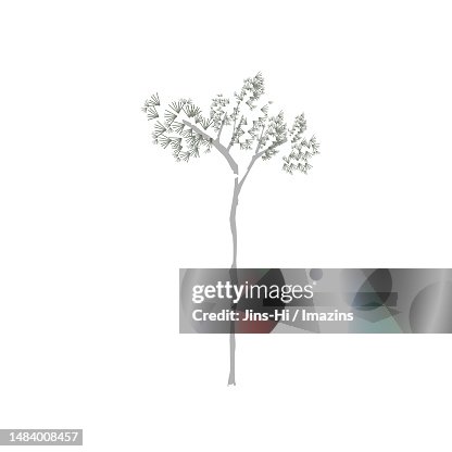 Tree, pine, fidelity, longevity Tree, pine, fidelity, longevity