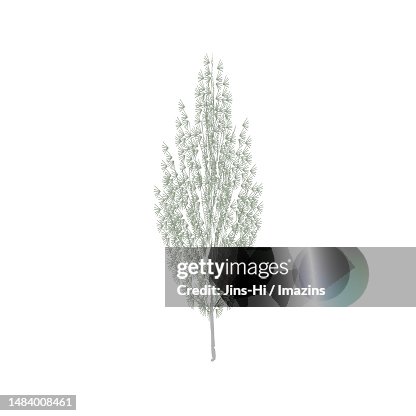 Trees, Arborvitae, Prayer, Solid Friendship Trees, Arborvitae, Prayer, Solid Friendship