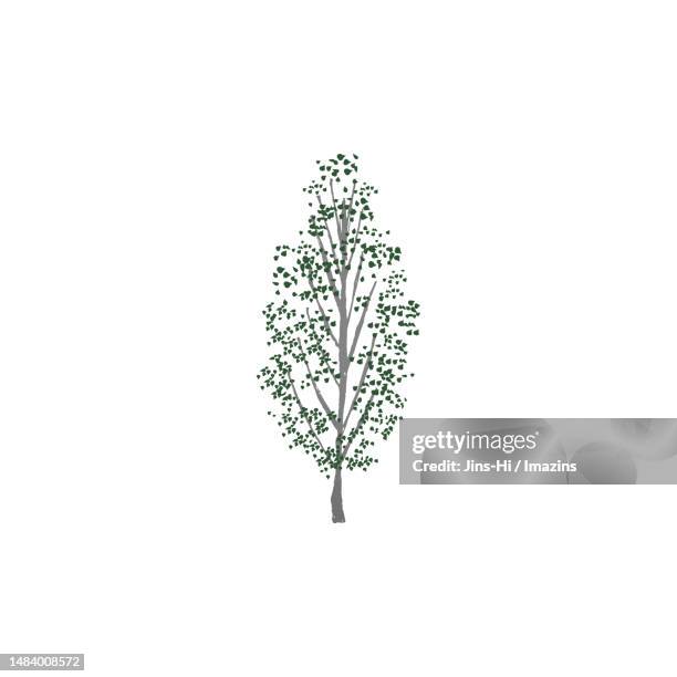cottonwood, container - single tree stock illustrations