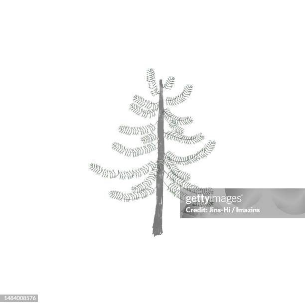 german spruce, sincerity, honesty - single tree stock illustrations