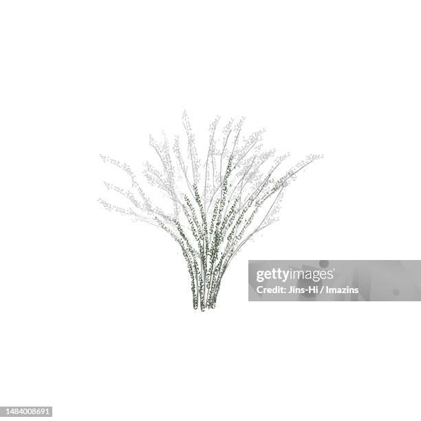 meadowsweet, trifles - single tree stock illustrations