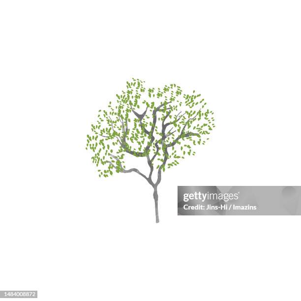 goyom tree, respect - single tree stock illustrations