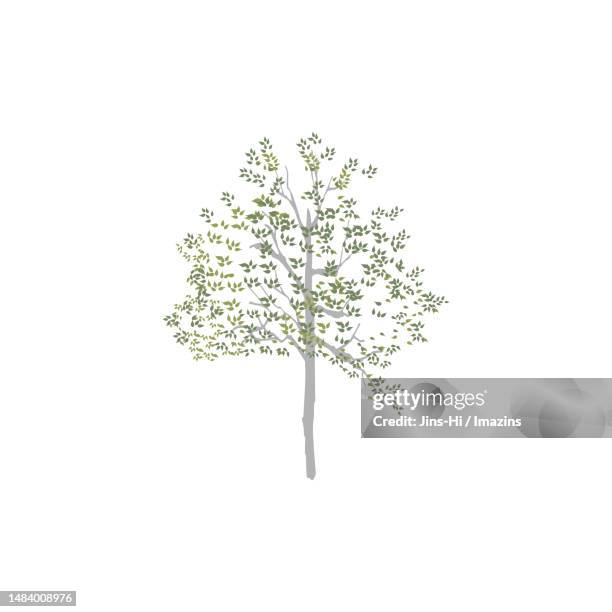 zucchini tree, maternity - single tree stock illustrations
