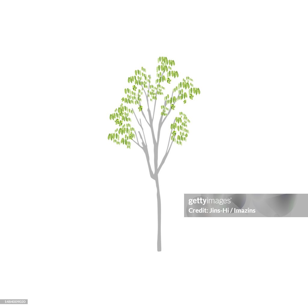 Yellow Pine Tree, Hidden Treasure