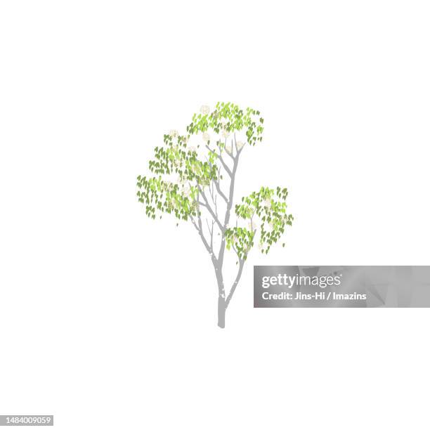 shinamu, discreet, true - single tree stock illustrations
