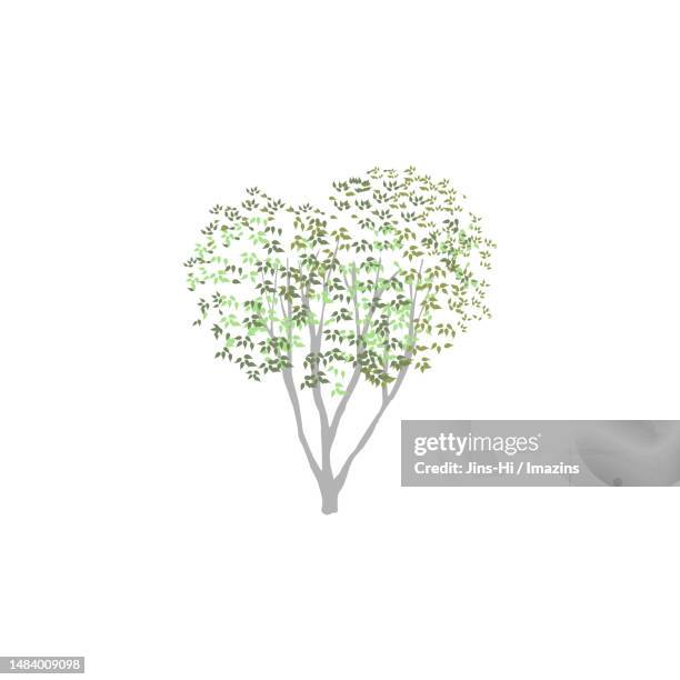 pine tree, unbelievable - single tree stock illustrations