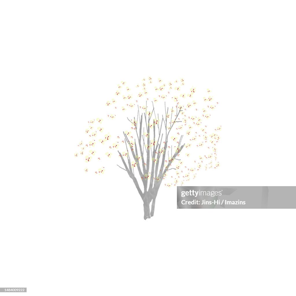 Sansuyu, immortal love