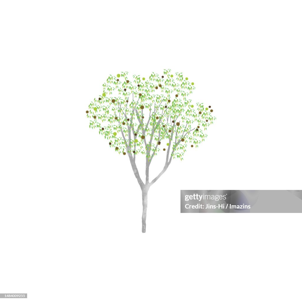 Chestnut, Justice, Fairness, Cozy Love