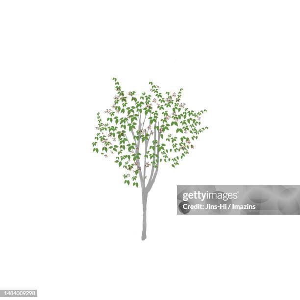 banyan tree, bond - single tree stock illustrations