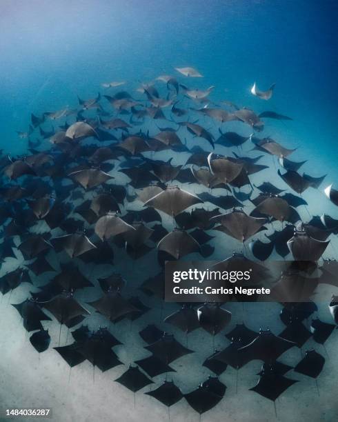 underwater symphony - mobula ray stock pictures, royalty-free photos & images