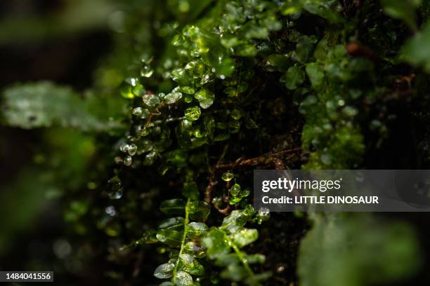 baby-tooth moss under the sunbeam - mt dew stock pictures, royalty-free photos & images