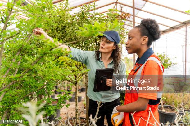 proprietario della serra che esamina i fiori e utilizza il touchpad al lavoro - orticoltura foto e immagini stock