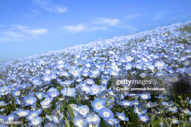 nemophila flower field - baby blue eye flower stock pictures, royalty-free photos & images