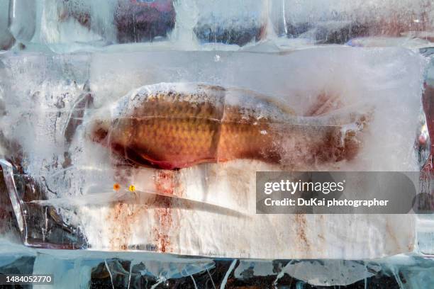 Fish With Ice Fish Ice Cubes Photos and Premium High Res Pictures - Getty Images