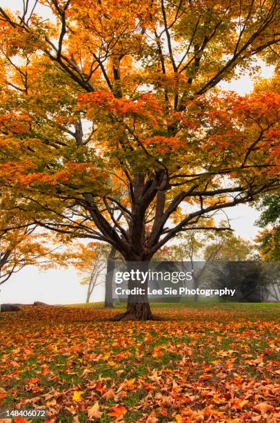 misty maple - salem massachusetts stock-fotos und bilder