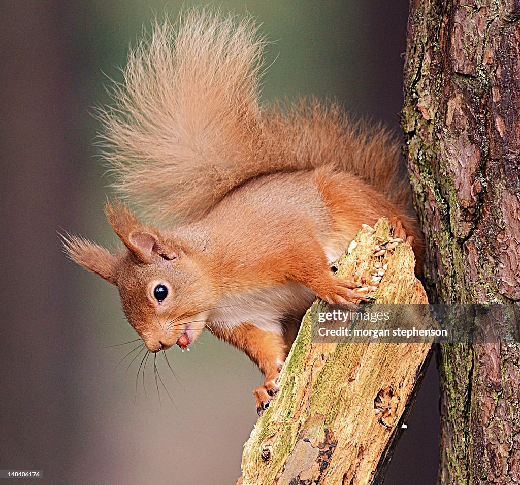 Red squirrel