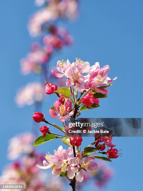 crab apple blossom and blue skies - apple blossom tree fotografías e imágenes de stock