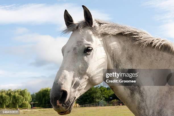 waches. - grautier pferdeartige stock-fotos und bilder