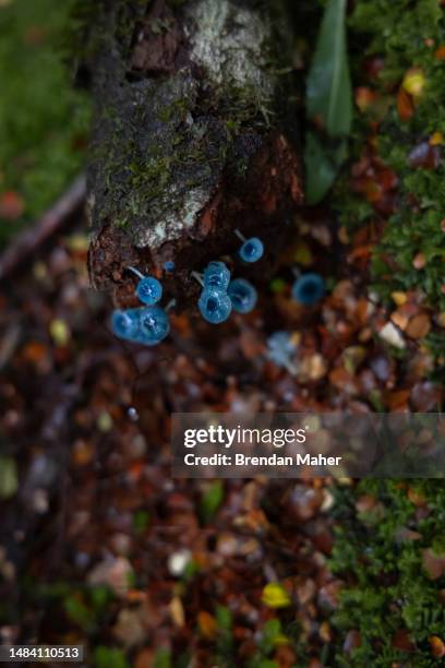 blue mushroom - waratahs blues stock pictures, royalty-free photos & images