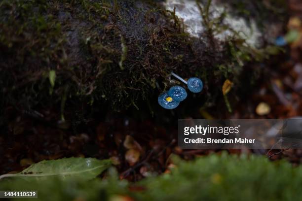 pixie's parasol mycena interrupta blue mushroom - waratahs blues stock pictures, royalty-free photos & images